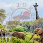 Bujora Tours And Travel Swahili